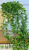 ریسه شمشادی ۱۳شاخه